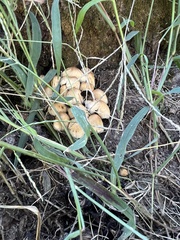 Coprinellus micaceus