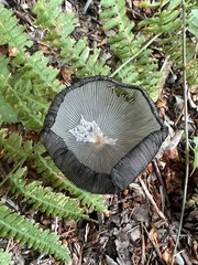 Coprinopsis lagopus