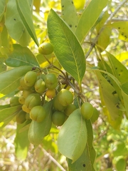 Elaeodendron orientale
