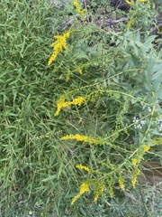 Solidago nemoralis