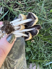 Coprinellus micaceus