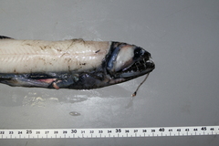 Borostomias antarcticus