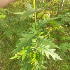 Cirsium kamtschaticum