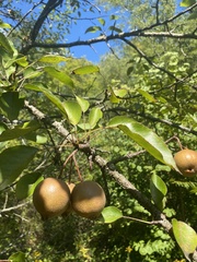 Pyrus calleryana