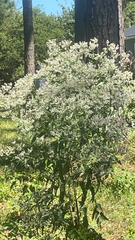 Eupatorium