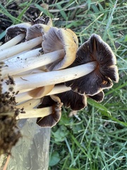 Coprinellus micaceus