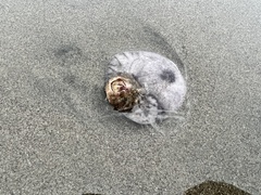 Paraconcavus pacificus