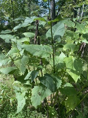 Silphium perfoliatum