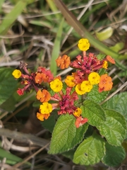 Lantana