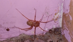 Scytodes