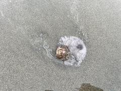 Paraconcavus pacificus