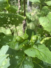 Silphium perfoliatum