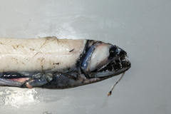 Borostomias antarcticus