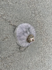 Paraconcavus pacificus