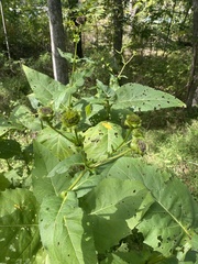 Silphium perfoliatum