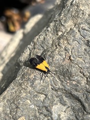 Lycomorpha pholus