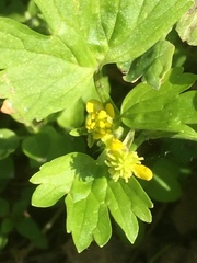 Ranunculus muricatus
