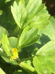 Ranunculus muricatus