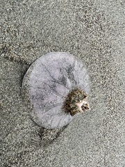 Paraconcavus pacificus