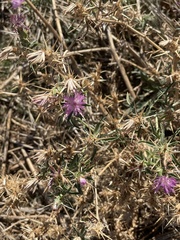 Centaurea calcitrapa