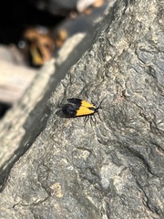 Lycomorpha pholus