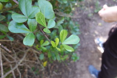 Cussonia thyrsiflora
