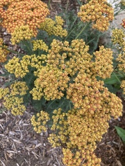 Anthemideae
