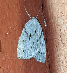 Philedia punctomacularia