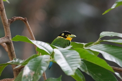 Psarisomus dalhousiae