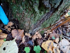 Armillaria borealis