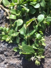 Polycarpon tetraphyllum