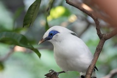 Leucopsar rothschildi