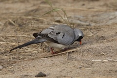 Oena capensis capensis