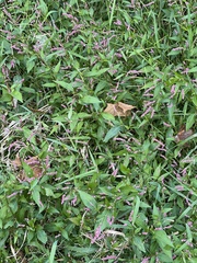 Persicaria longiseta