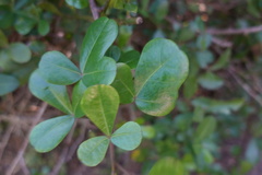 Cussonia thyrsiflora