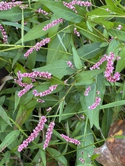 Persicaria longiseta