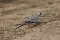 Oena capensis capensis