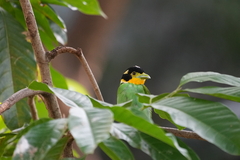 Psarisomus dalhousiae