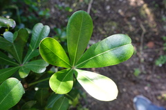 Cussonia thyrsiflora