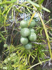 Asparagus aethiopicus