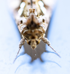 Chrysodeixis includens