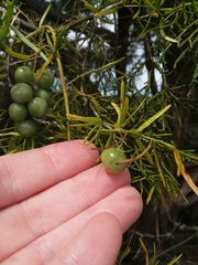 Asparagus aethiopicus