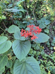 Clerodendrum