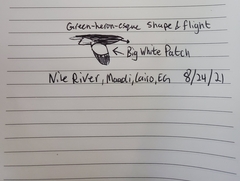 Ixobrychus minutus minutus