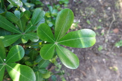 Cussonia thyrsiflora