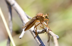 Diogmites sallei