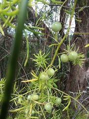 Asparagus aethiopicus