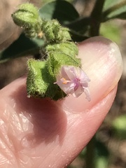 Mirabilis nyctaginea