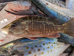 Lutjanus griseus
