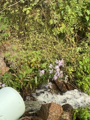 Symphyotrichum novi-belgii